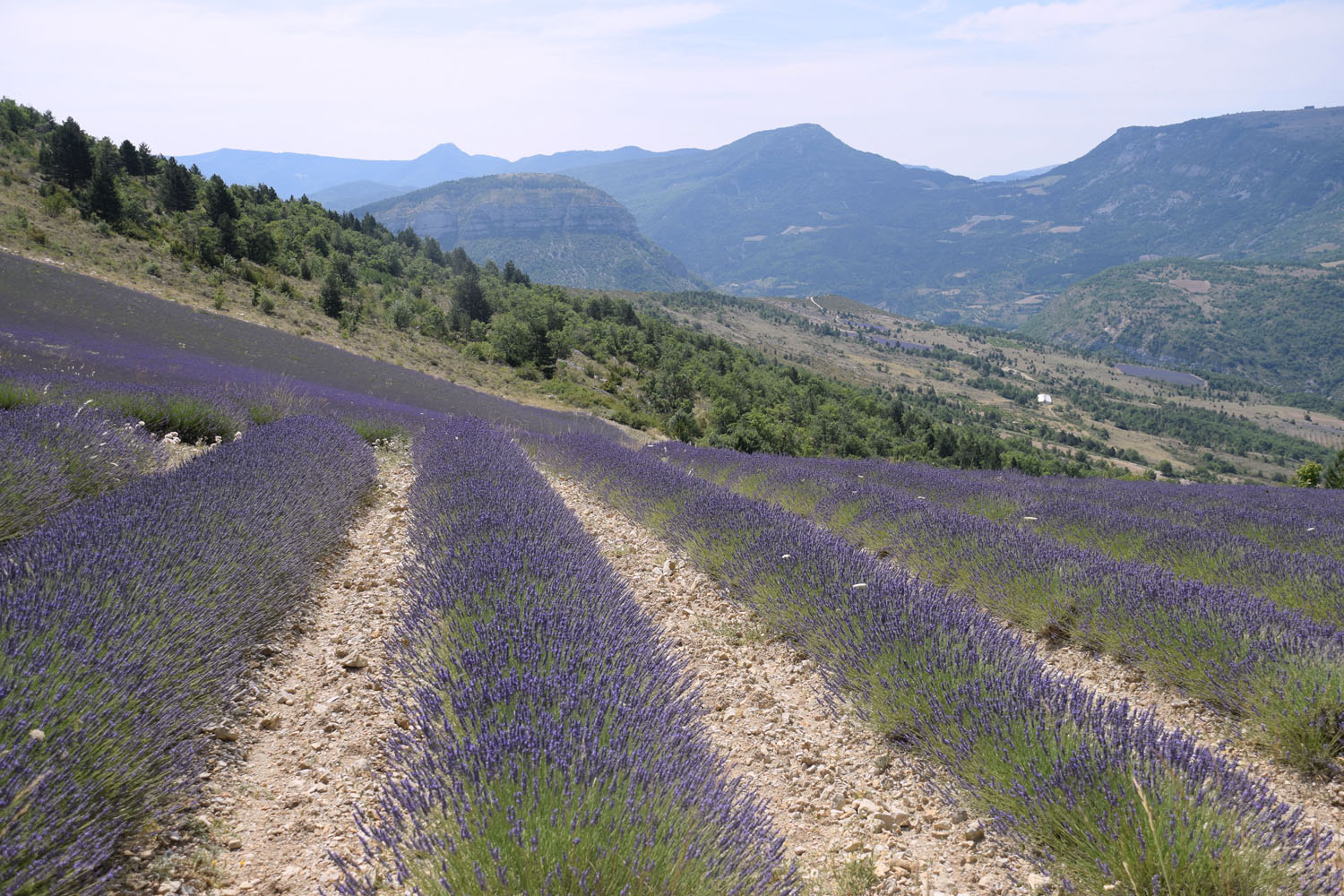 Le Secret des Traditions - Dcoration Olfactive / Drme (FRANCE)